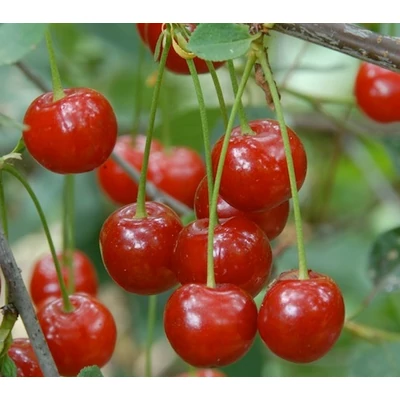 'Érdi jubileum' meggyfa (öntermékeny) (extra méretű koros)