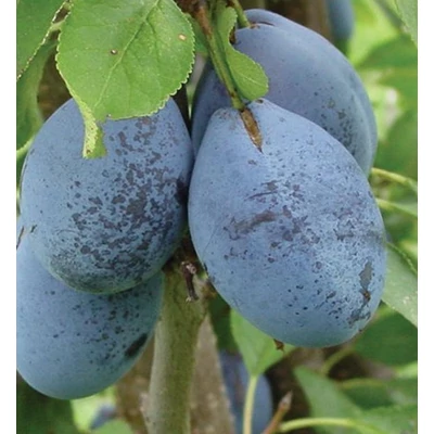 'Cacanska rodna' (syn.:'Cacaks Fruitful', 'Cacaks Fruchtbare') szilvafa - Extra méretű koros