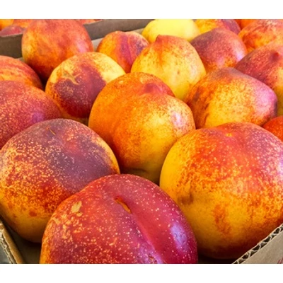 'Andosa' (syn.: 'Stark Redgold') kopaszbarackfa (nektarin) - Extra méretű koros