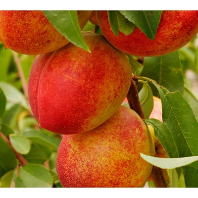 'Caldesi 2000' nektarin vadőszi alanyon