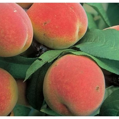 'Champion' rezisztens őszibarackfa mandula alanyon