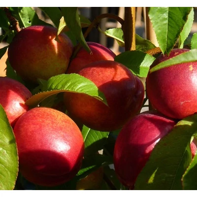 'Fantasia' kopaszbarack (nektarin) - Extra méretű koros nektarin