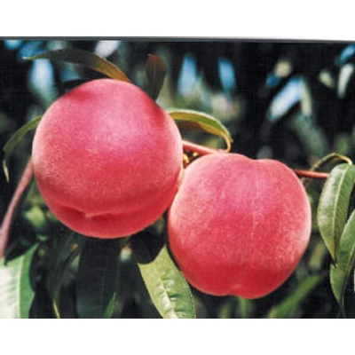 'Fayette' őszibarack vadőszi alanyon