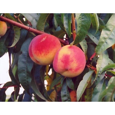 'Ford' őszibarackfa