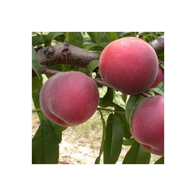 'Michelini' őszibarackfa - Extra méretű koros őszibarack