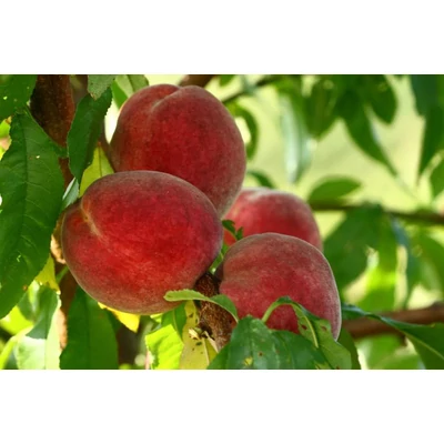 'Springcrest' őszibarackfa vadőszi alanyon