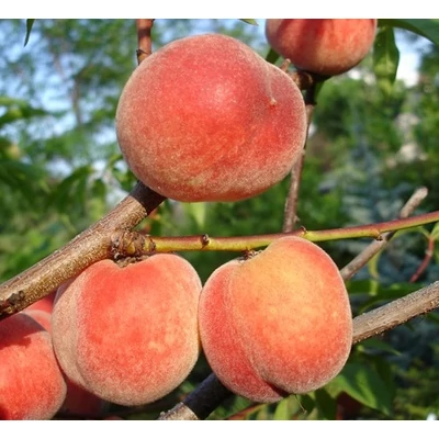 'Springtime' őszibarack