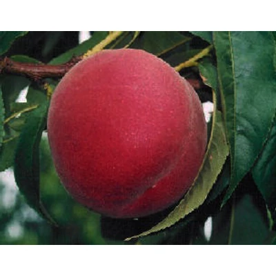 'Nectar H' őszibarack mandula alanyon