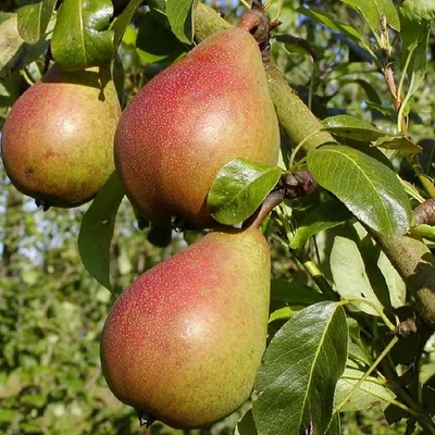 'Avranchesi jó Lujza' (syn.: 'Bonne Louise d'Avranches', 'Bonne de Longueval', 'Gute Louise von Avranches', 'Bonne Louise of Jersey', 'Prince Germain') körtefa