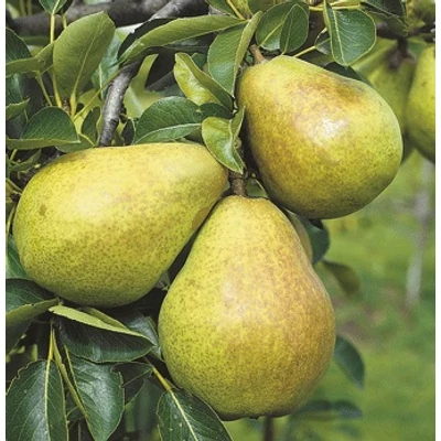 'Vilmos' körte