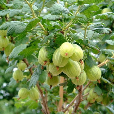 Ribes grossularia (syn.: Ribes uva-crispa) 'Pallagi Óriás' – Egres