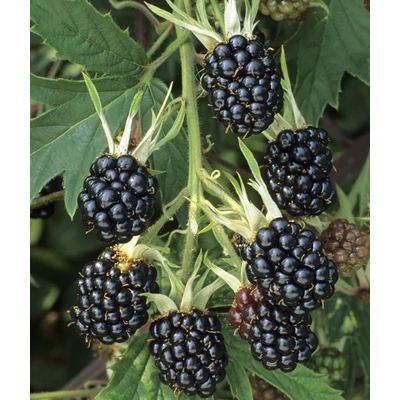 Rubus fruticosus 'Bedford Giant' - Fekete szeder