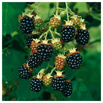 Rubus fruticosus 'Chester Thornless' (syn.: 'Chester') - Fekete szeder (tüskétlen)