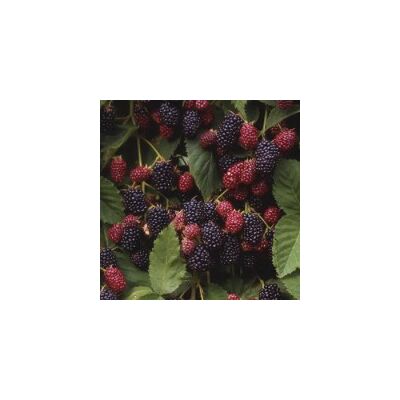 Rubus fruticosus 'Dirksen' - Tüskétlen fekete szeder