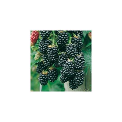 Rubus fruticosus 'Navaho' - Fekete szeder