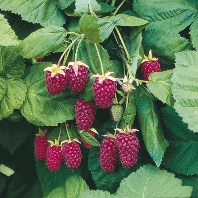 Rubus loganobaccus 'Thornless Loganberry' - Tüskenélküli szedermálna