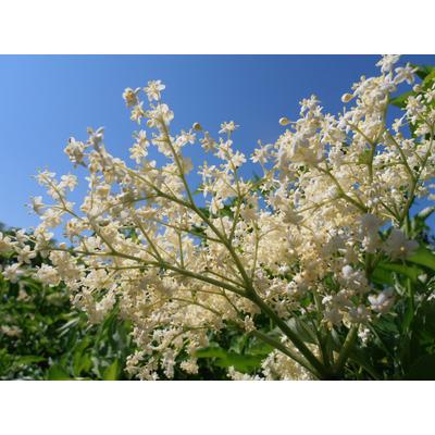 Sambucus nigra 'Haschberg' - Bodza