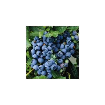 Vaccinium corymbosum 'Berkeley' - Magasbokrú áfonya (cserjés vagy fürtös áfonya)