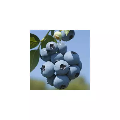 Vaccinium corymbosum 'Brigitta' (syn.: 'Brigitta Blue') - Magasbokrú áfonya (cserjés vagy fürtös áfonya)