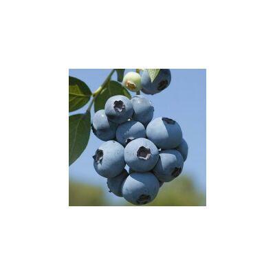 Vaccinium corymbosum 'Brigitta' (syn.: 'Brigitta Blue') - Magasbokrú kék áfonya
