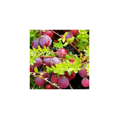 Vaccinium macrocarpon 'Big Pearl' - Tőzegáfonya