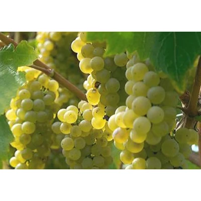 'Szultán' (syn.: 'Sultanina Bianca') fehér magnélküli csemegeszőlő