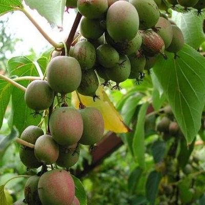 Actinidia arguta 'Bayern' – Kivi (öntermékeny)