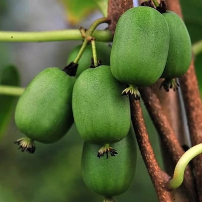 Actinidia arguta 'Vitikiwi'® – Kivi (öntermékeny)
