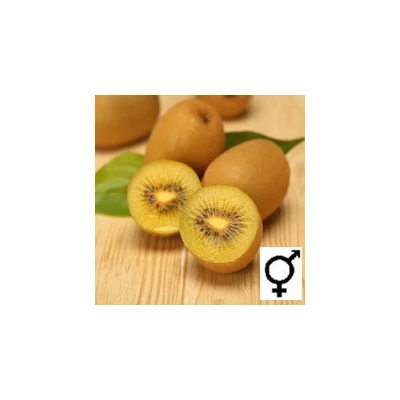 Actinidia 'Airogold' - Sárgabelű kivi
