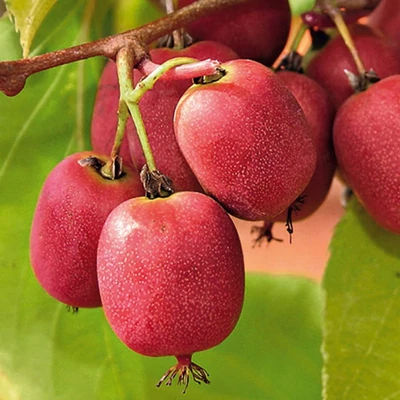 Actinidia arguta 'Bingo' – Kivi