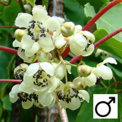Actinidia arguta 'Cornell' – Porzós kivi
