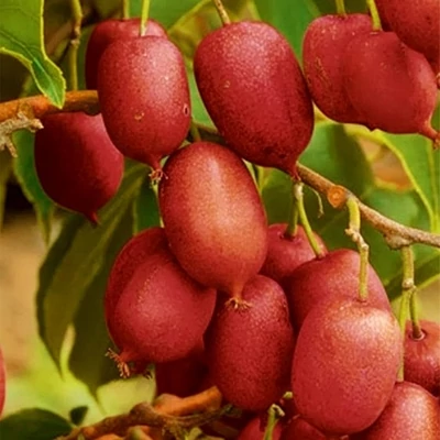 Actinidia arguta 'Hardy Red' – Kivi (termős)