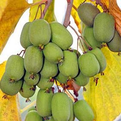 Actinidia arguta 'Lucy' – Kivi
