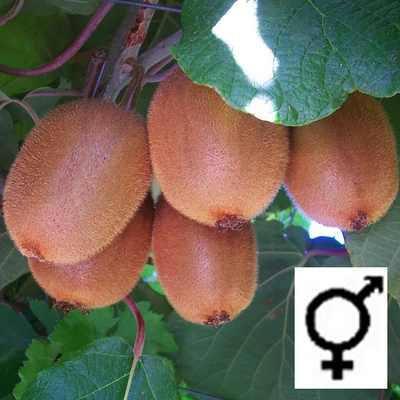 Actinidia autofertile 'Solo' – Öntermékeny kivi