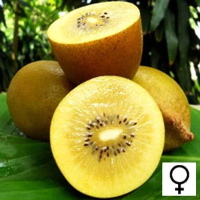 Actinidia chinensis 'Golden Delight' – Aranysárga húsú kivi (termős)