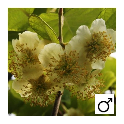 Actinidia deliciosa 'Atlas' - Porzós kivi