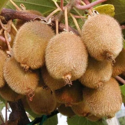 Actinidia deliciosa 'Boskoop' – Öntermékeny Kivi