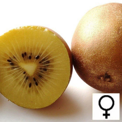 Actinidia deliciosa 'Golden Kivi' – Aranysárga húsú kivi (termős)