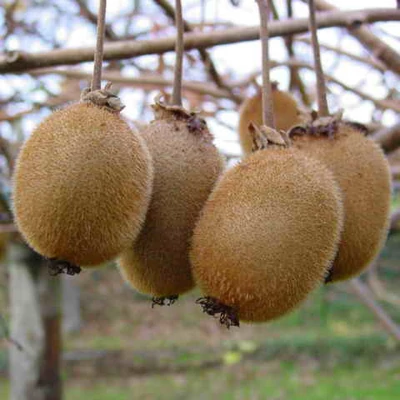 Actinidia deliciosa – Kivi