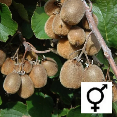 Actinidia deliciosa 'Solissimo' – Öntermékeny kivi