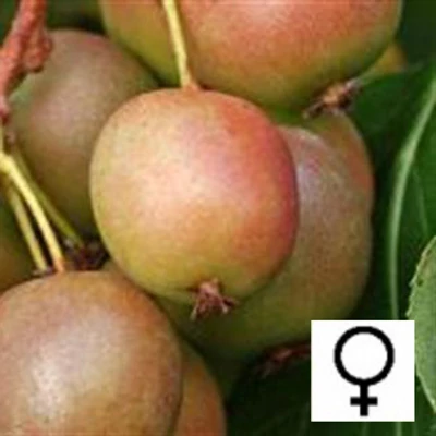 Actinidia arguta 'Domino' – Kivi (termős)