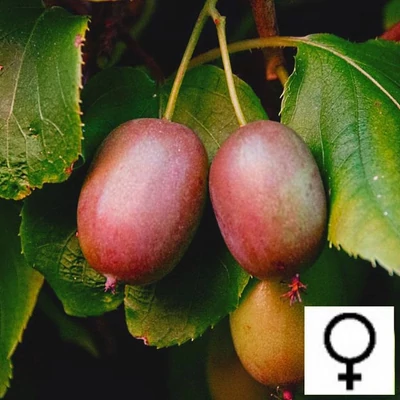 Actinidia 'Geneva' – Japán, mini termős kivi