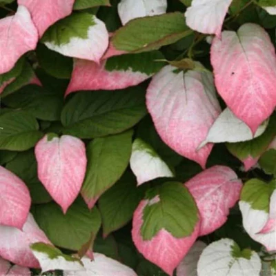 Actinidia kolomikta 'Sentyabraskaya' – Mandzsu aktinídia (Mandzsu kivi, küllőfolyondár) (termős)