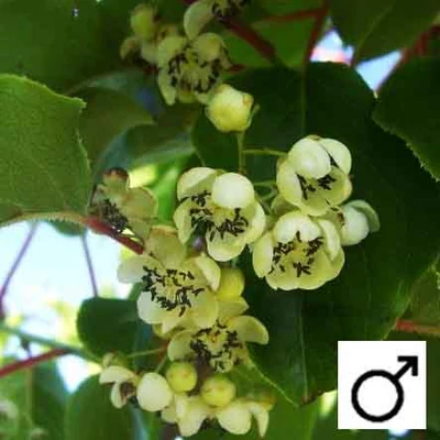 Actinidia arguta 'Cornell' – Porzós kivi