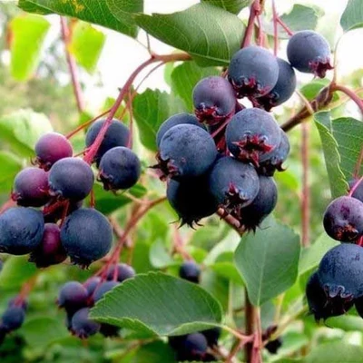 Amelanchier alnifolia 'Northline' – Mézalmácska