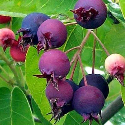 Amelanchier alnifolia 'Sleyt' – Mézalmácska