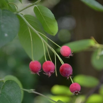 Amelanchier canadensis 'Globe' – Kanadai fanyarka