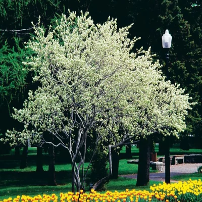 Amelanchier canadensis – Kanadai fanyarka