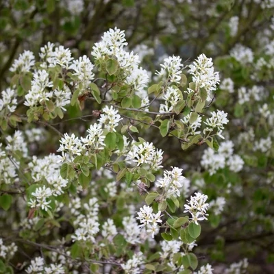 Amelanchier ovalis - Szirti fanyarka