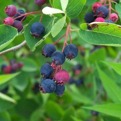 Amelanchier canadensis (syn.: Amelanchier x grandiflora) 'Prince William' – Kanadai fanyarka